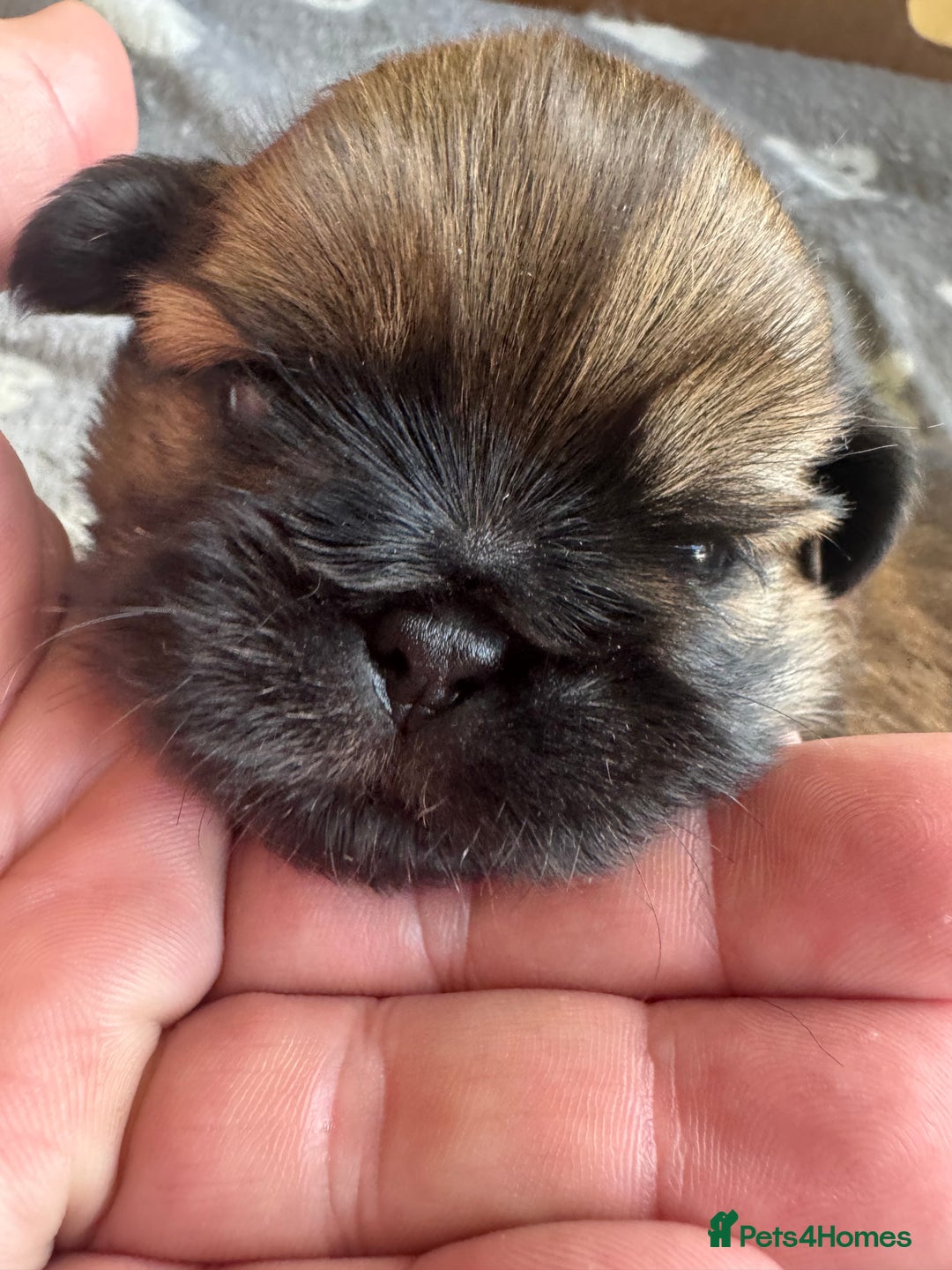 Shih Tzu dogs for sale: Beautiful Shih Tzu Pups - Image 10