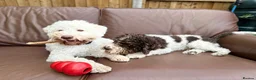 Lagotto Romagnolo dogs for sale: Lagotto Romagnolo Puppies  - Advert 26