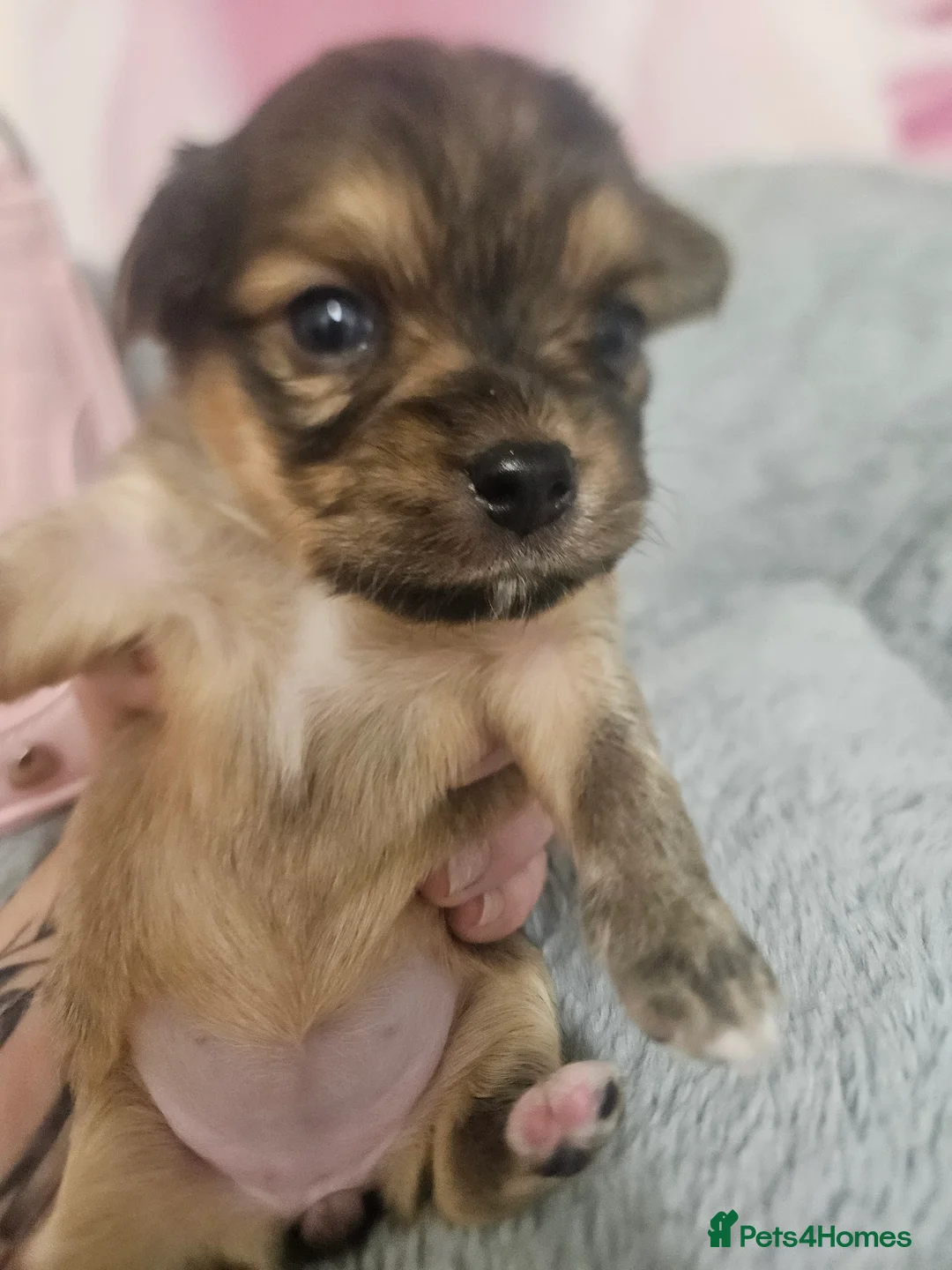 Chihuahua dogs for sale: Applehead chihuahua  in Carshalton - Advert 14