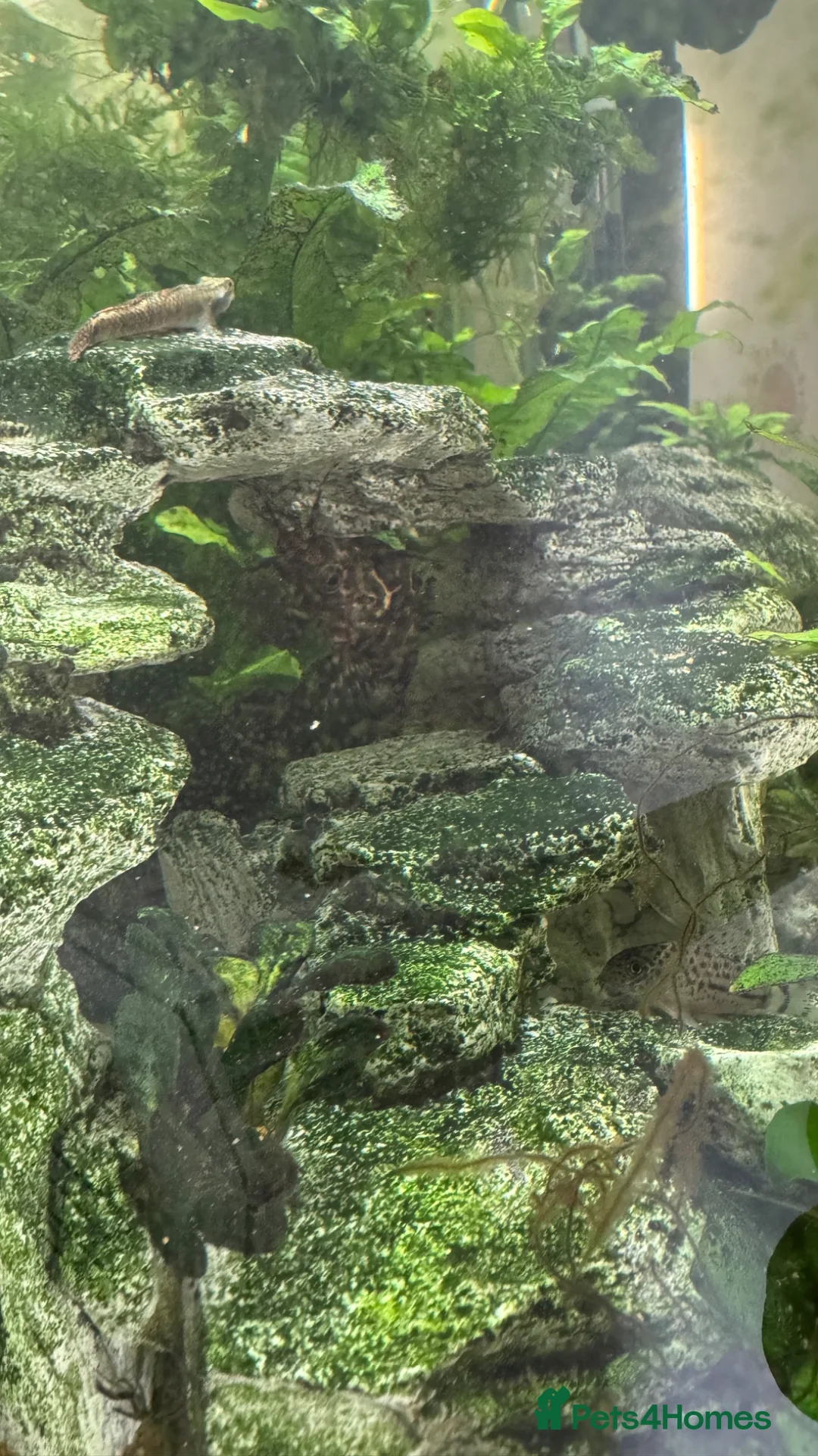 Other/Mixed Breed fish for sale: Fluval168L Aquarium+Cabinet+Fluval 407 Filter - Advert 2