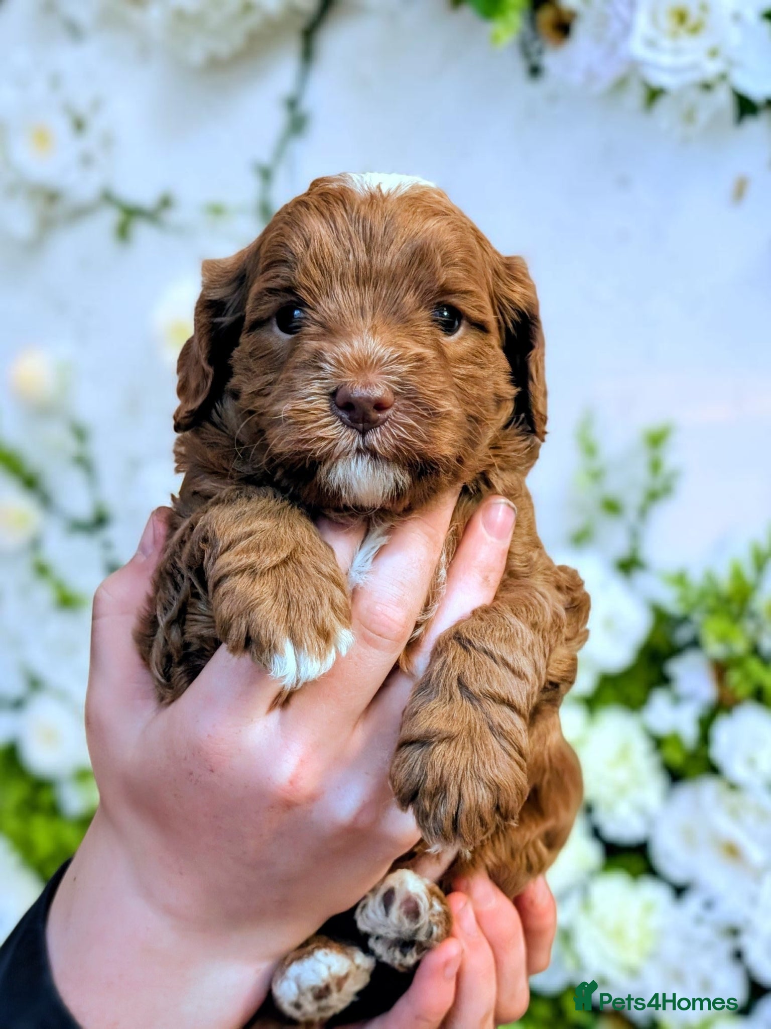 Australian Labradoodle dogs for sale: One Australian Labradoodle male puppy available  in Inverness - Advert 4