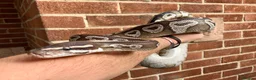 Python Snake reptiles for sale: Female royal/ball python - Advert 8