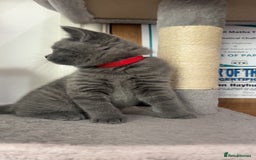 British Shorthair cats for sale: Pedigree Blue British Shorthair 💙💙💙💗💗💗💗 - Image 28