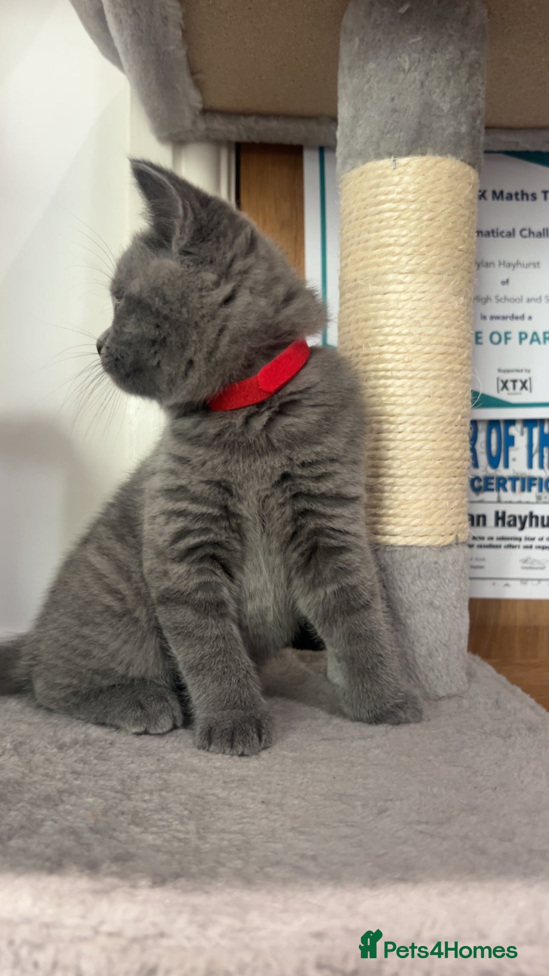 British Shorthair cats for sale: Pedigree Blue British Shorthair 💙💙💙💗💗💗💗 - Image 28