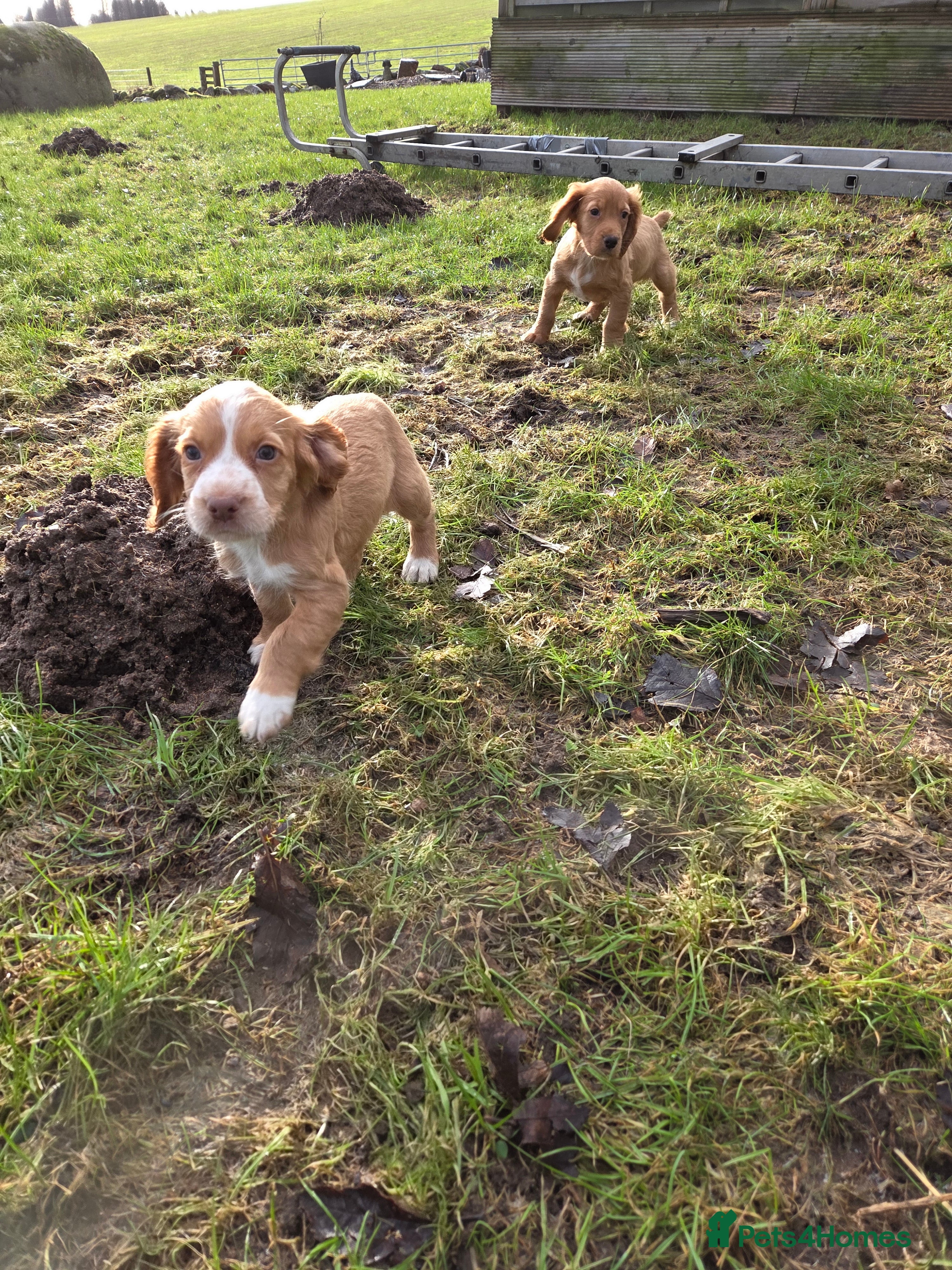 Cocker Spaniel dogs Cocker spaniel bitch  - Advert 3