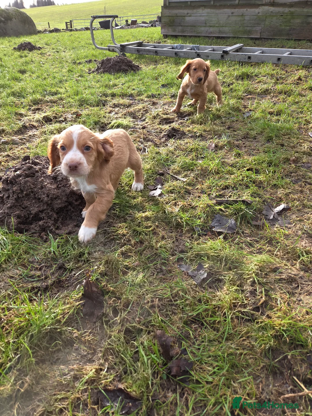 Cocker Spaniel dogs for sale: Cocker spaniel bitch  - Advert 1