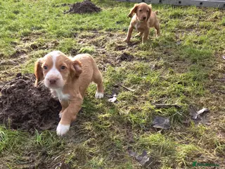 Cocker Spaniel dogs Cocker spaniel bitch - Advert 3