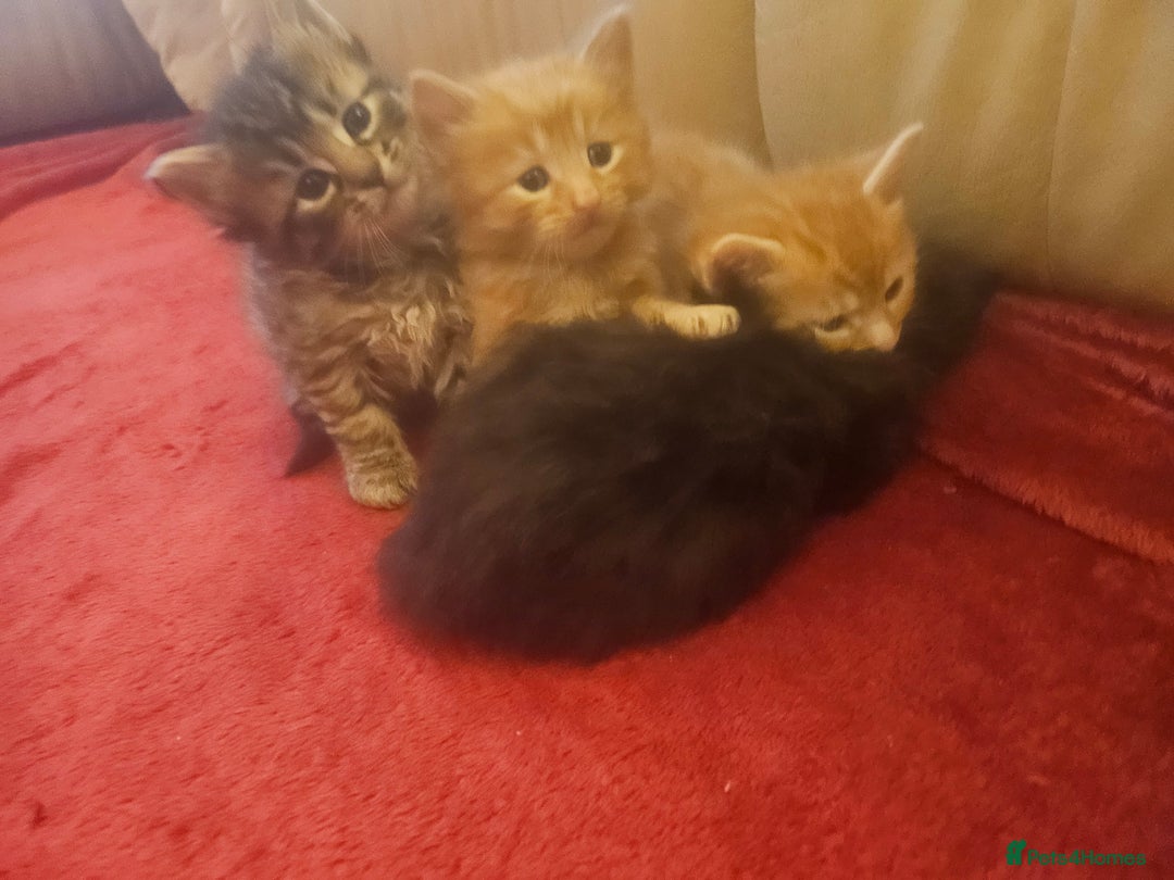 Mixed Breed cats for sale: Elven Bengal Mixes - Advert 27