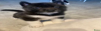 Akita 2