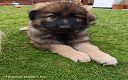 German Shepherd dogs for sale: German Shepherd puppy - Image 24
