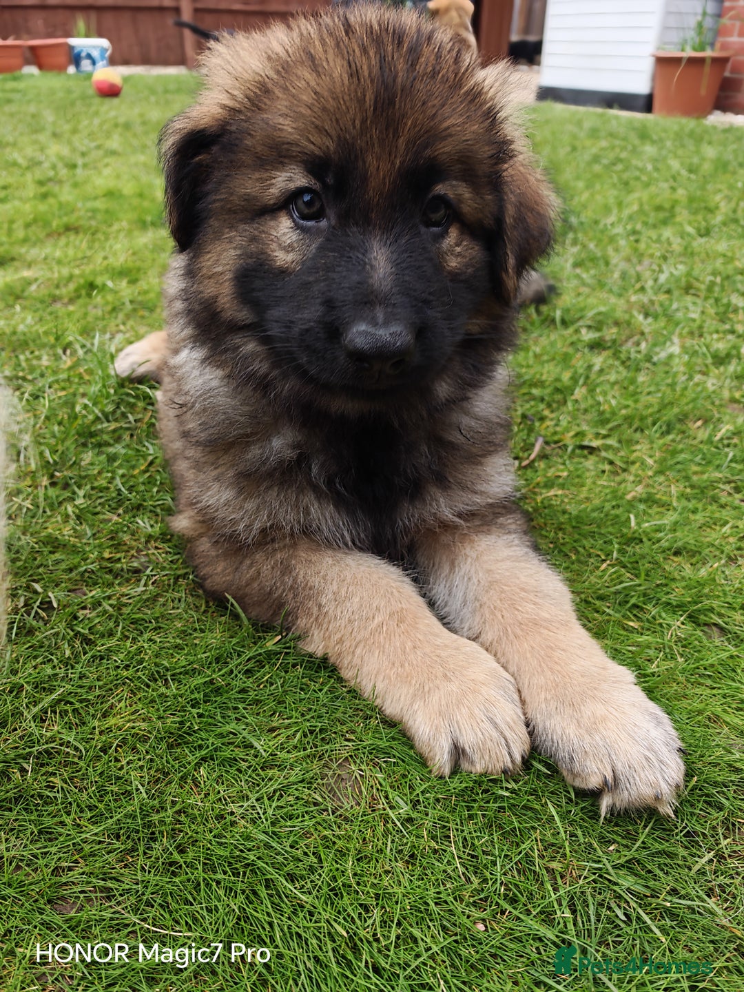 German Shepherd dogs for sale: German Shepherd puppy - Image 24