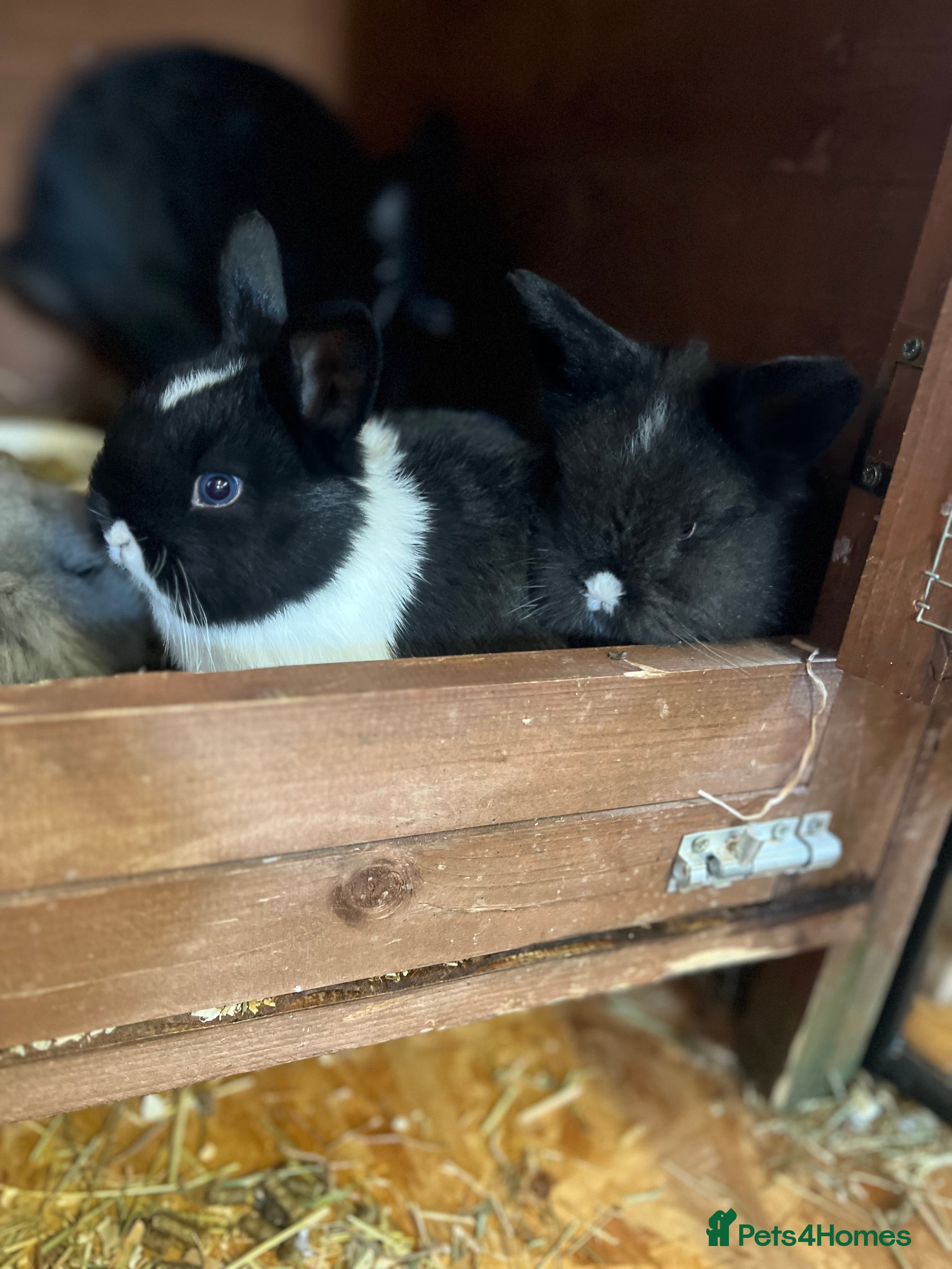 Lionhead rabbits Bouncing baby bunnies  - Advert 3