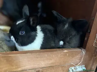 Lionhead rabbits Bouncing baby bunnies - Advert 1