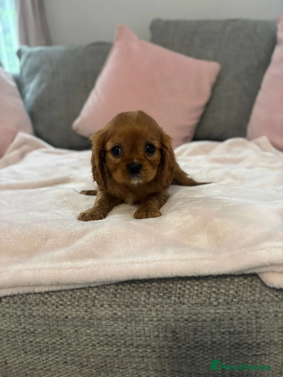 Cavalier King Charles Spaniel dogs for sale: King Charles Cavalier Pups  - Advert 2