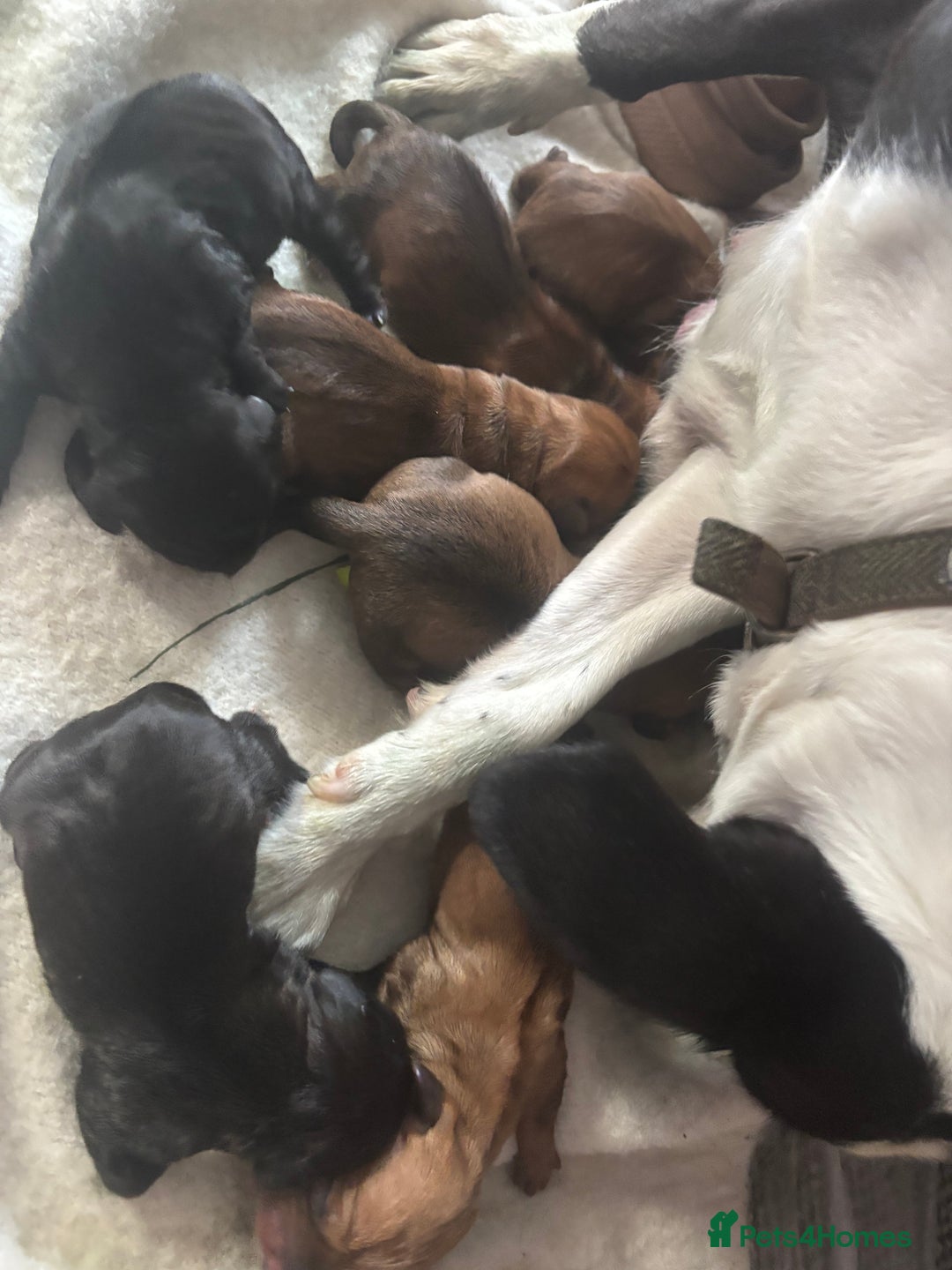 Mixed Breed dogs for sale: Cocker spaniel x bagal x miniature dashound - Image 2