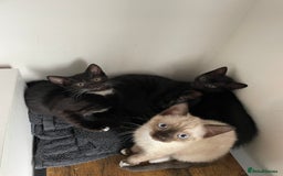 Mixed Breed cats for sale: 4 beautiful kittens looking new home 🩷 - Image 1