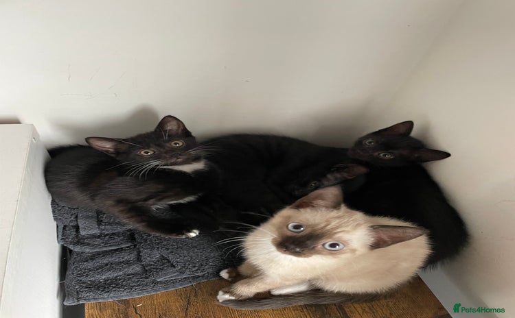 Mixed Breed cats - Advert 5