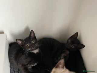 Mixed Breed cats - Advert 19