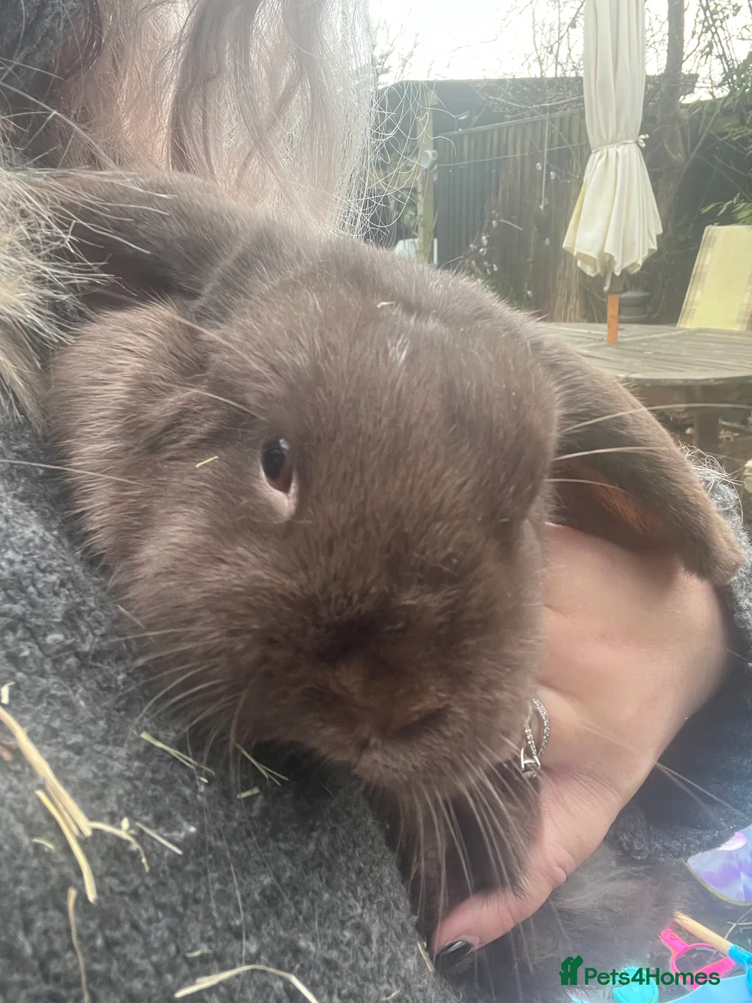 Mini Lop rabbits for sale: Mini lop female rabbit for sale - Advert 6