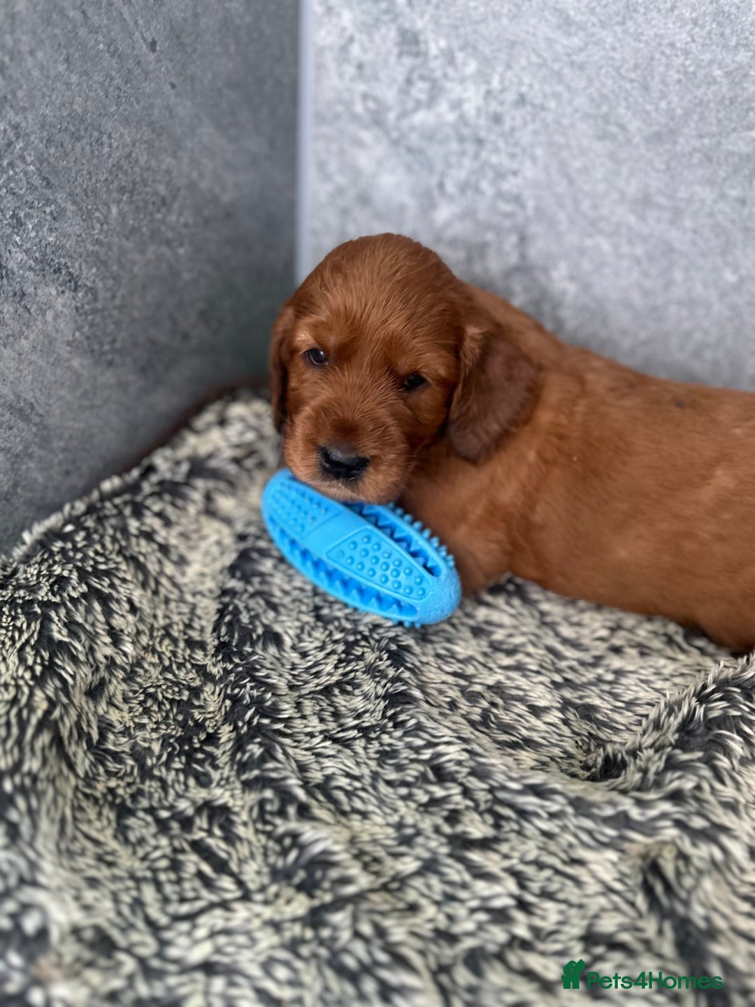 Irish Setter dogs for sale: Rare Golden Irish litter - Image 33