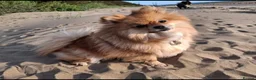 Pomeranian dogs for sale: 2 beautiful pom boys waiting for 4ever homes🥰 - Advert 5