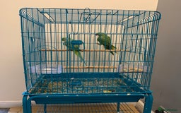 Ringnecks birds for sale: Bonded pair of traumatised baby ringnecks  - Advert 3