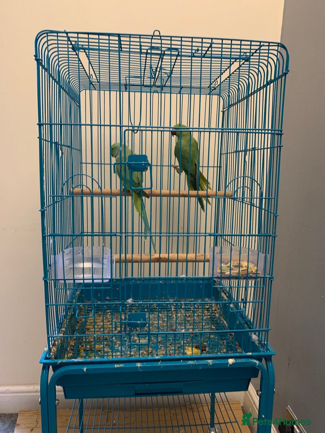 Ringnecks birds for sale: Bonded pair of traumatised baby ringnecks  - Advert 3