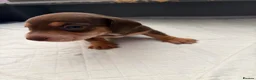 Miniature Dachshund dogs for sale: 🐶🐶🐶❤️❤️❤️❤️miniature Daschund puppies for sale  - Advert 11