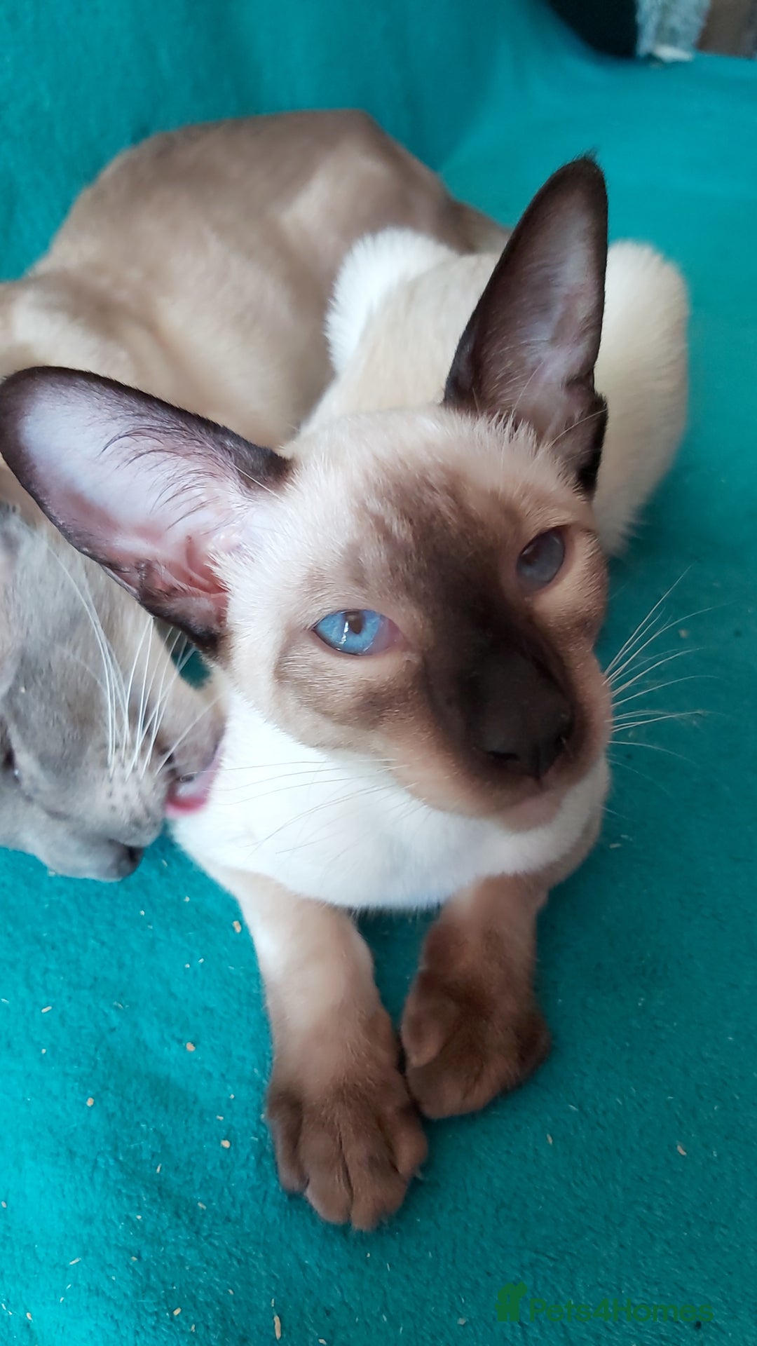 Oriental cats for sale: Full Pedigree Oriental 1 Kitten XL size ears GCCF in Biggleswade - Image 19