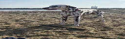 Dalmatian dogs for stud: Liver spot dalmatian for stud - Advert 3