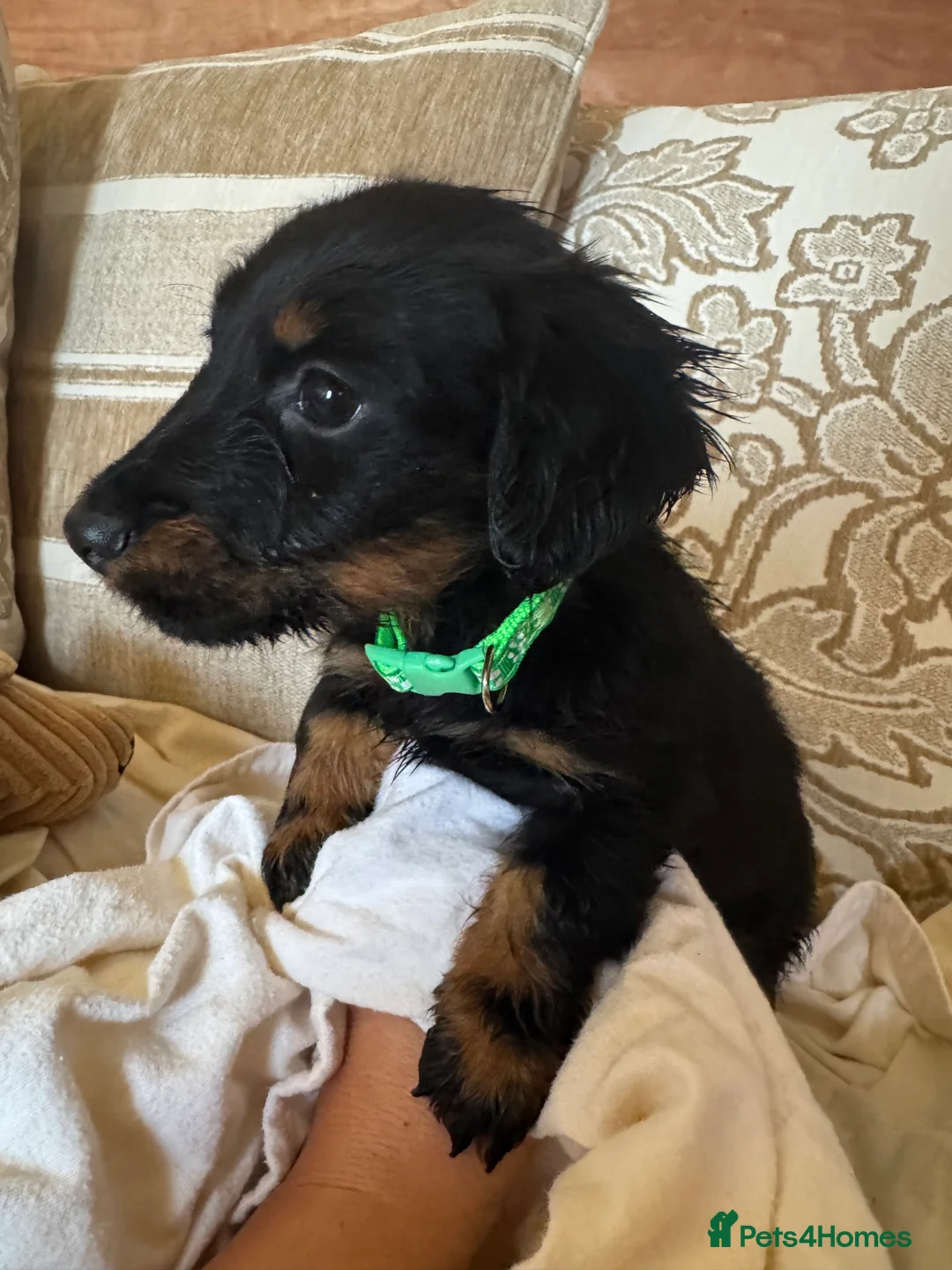 Miniature Dachshund dogs for sale: Miniature dachshunds - Advert 11