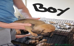 Mixed Breed dogs for sale: dachshund x pug puppy's 8 weeks old  - Image 5
