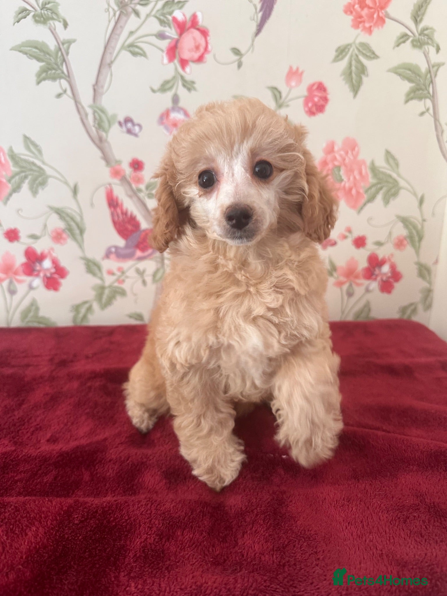 Toy Poodle dogs 🐩 extensively health tested Kc Toy poodle Puppies - Advert 6