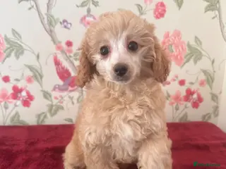 Toy Poodle dogs 🐩 extensively health tested Kc Toy poodle Puppies - Advert 6