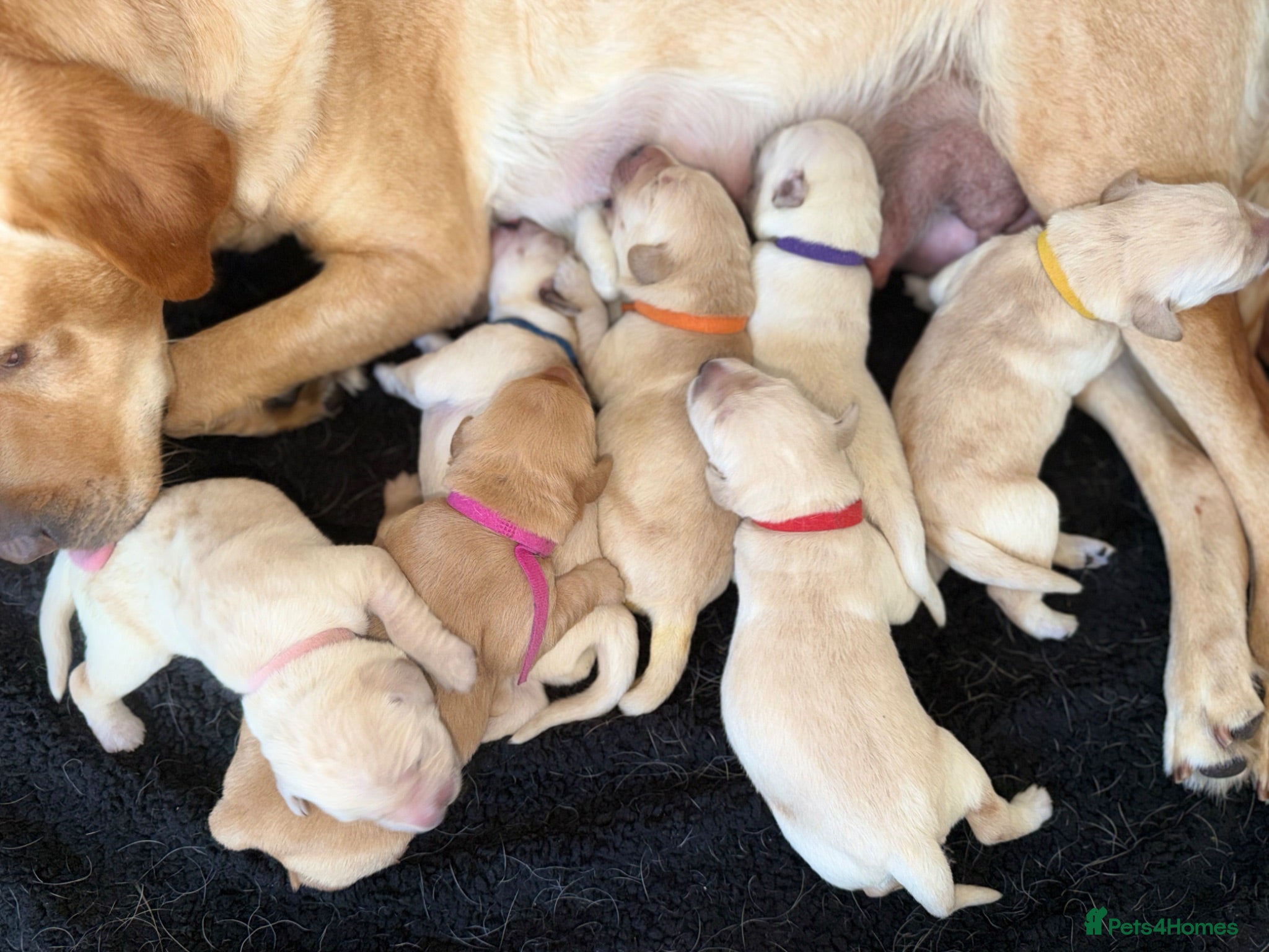 Goldador dogs Beautiful Goldador Puppies  - Advert 1