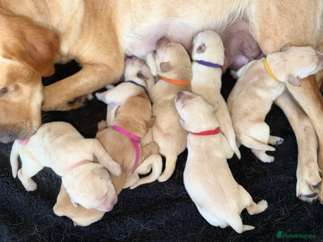 Goldador dogs for sale: Beautiful Goldador Puppies  - Advert 1