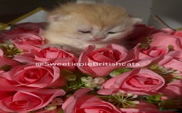 British Shorthair cats for sale: GCCF Reg Show quality & Champion line Goldens - Image 8
