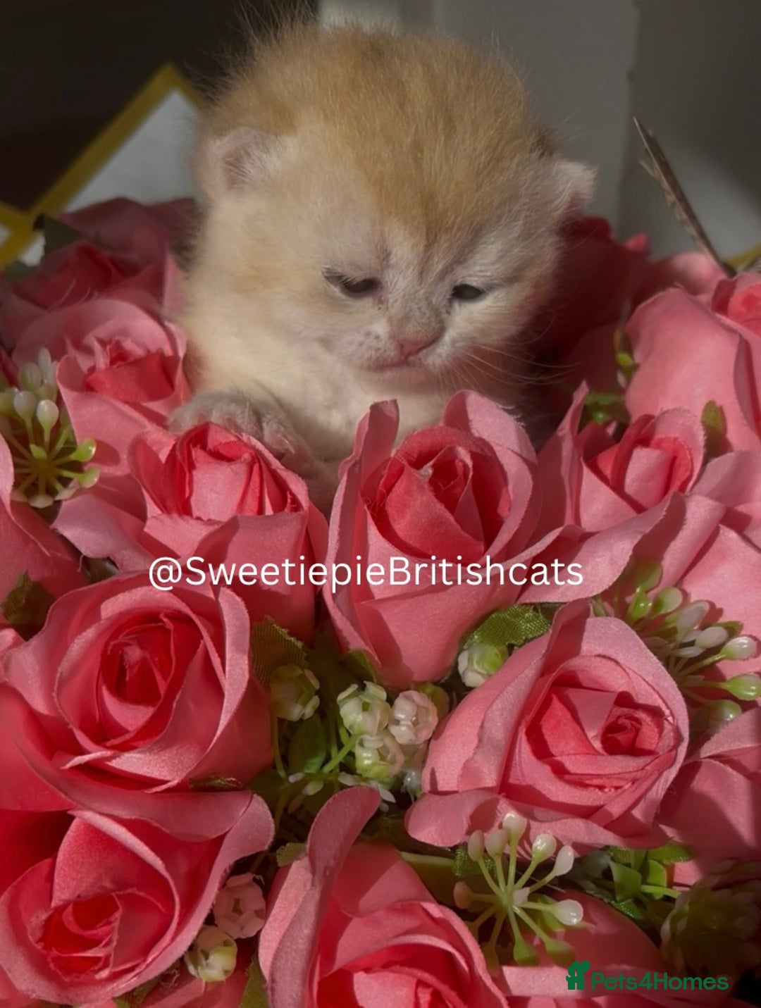 British Shorthair cats for sale: GCCF Reg Show quality & Champion line Goldens - Image 8