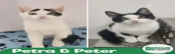 Mixed Breed cats for adoption: PETRA AND PETER ARE PREPARING TO GO HOME  in Liverpool - Advert 2