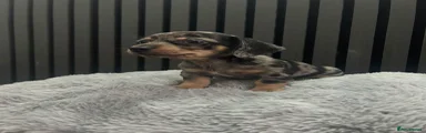Chiweenie 1