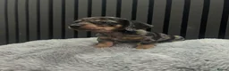 Chiweenie dogs for sale: Cute Chiweenie Boys - Advert 27