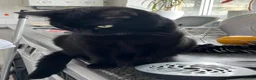 Domestic Shorthair cats for sale: 🐾 Beautiful Kittens Looking for Loving Homes 🐾 - Advert 5