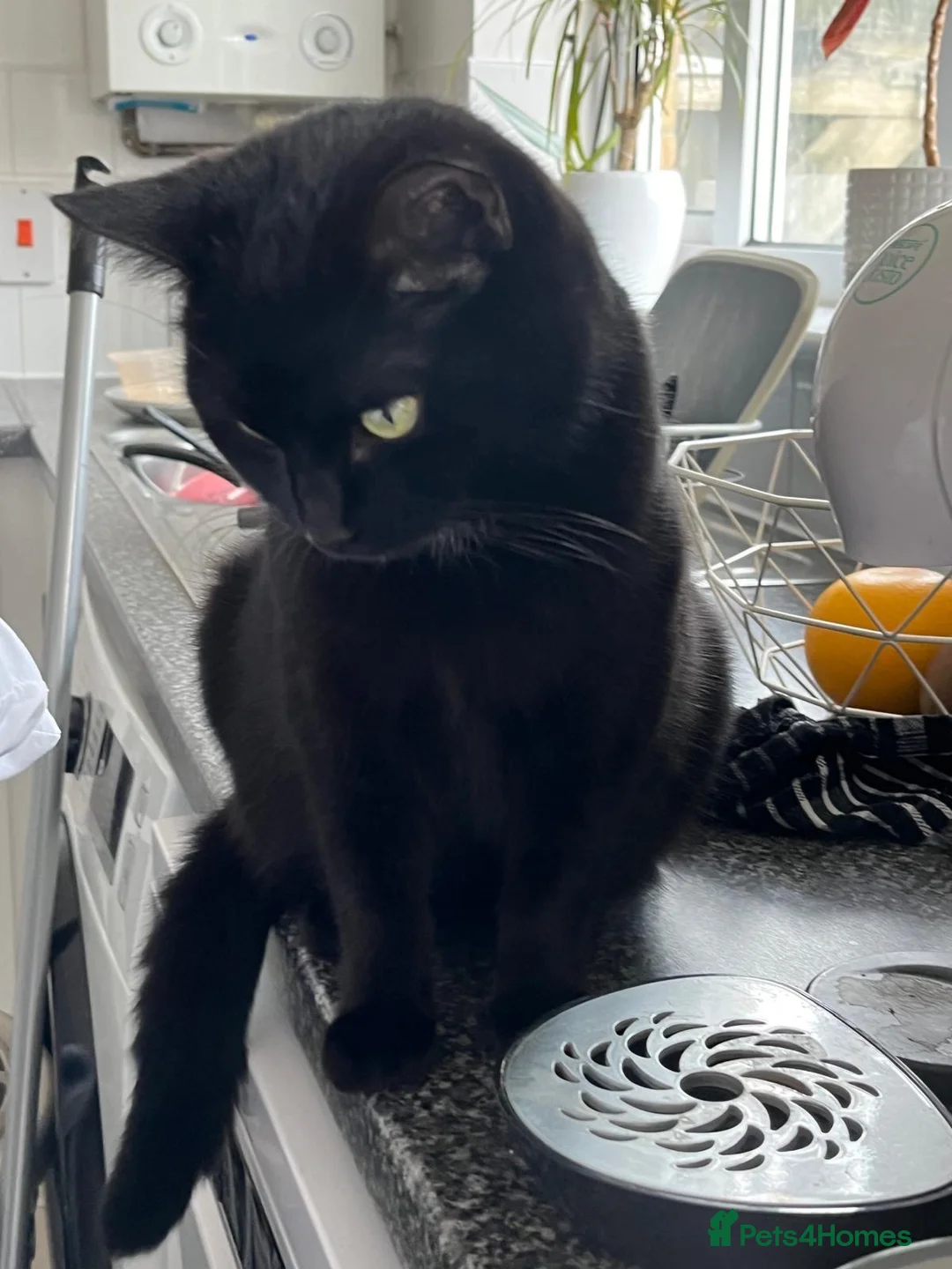 Domestic Shorthair cats for sale: 🐾 Beautiful Kittens Looking for Loving Homes 🐾 - Advert 5