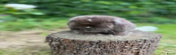 Mini Lop rabbits for sale: ⭐ FRIENDLY BABY MINI LOPS ⭐  - Advert 8