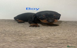 Miniature Dachshund dogs for sale: Beautiful miniature dachshund puppies - Image 5