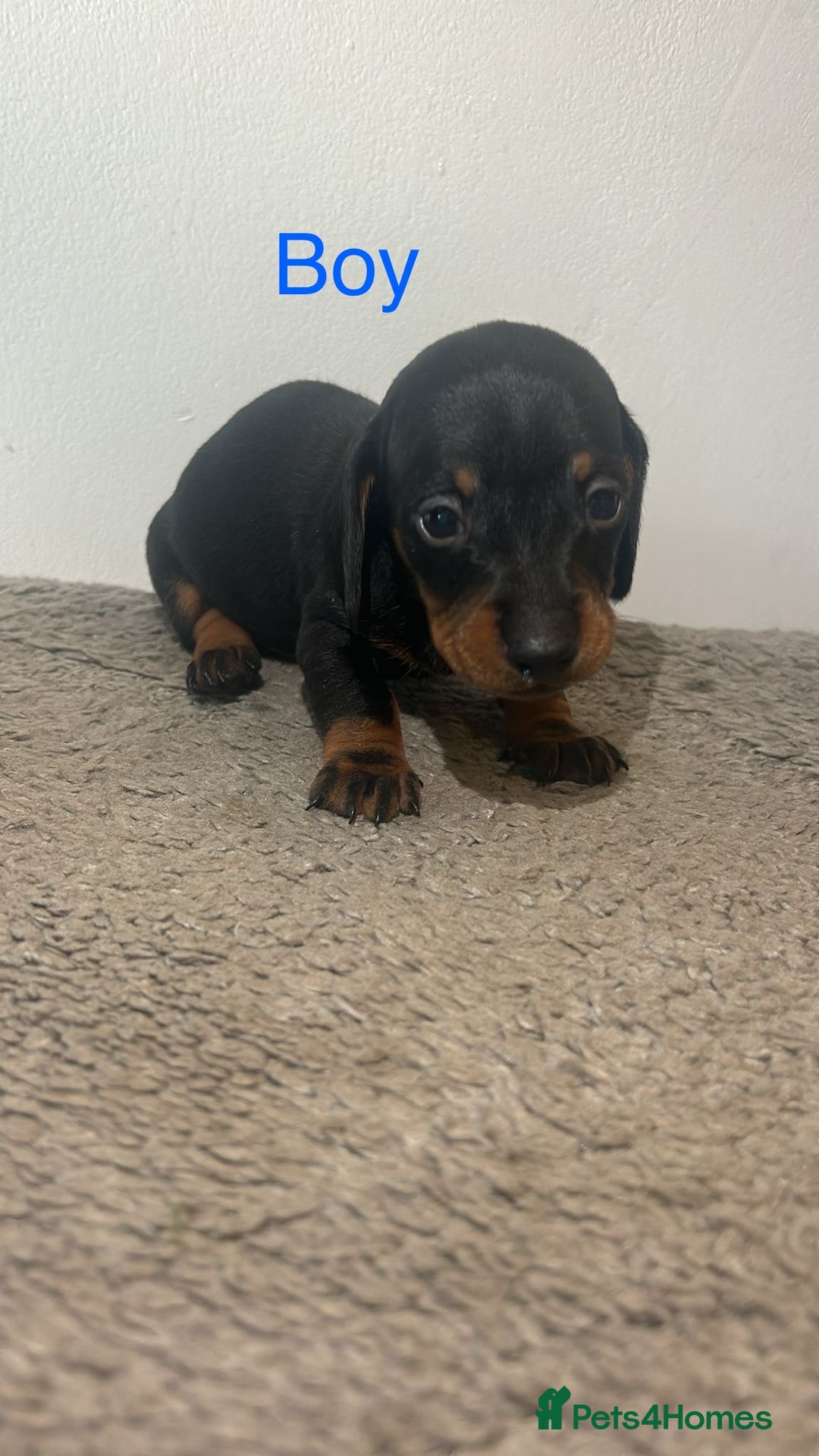 Miniature Dachshund dogs for sale: Beautiful miniature dachshund puppies - Image 5