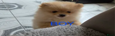 Pomeranian Puppy 1