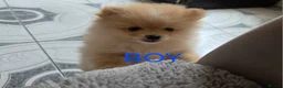Pomeranian dogs for sale: AMAZING POMERANIAN TEDDY BEAR  in Smethwick - Advert 1