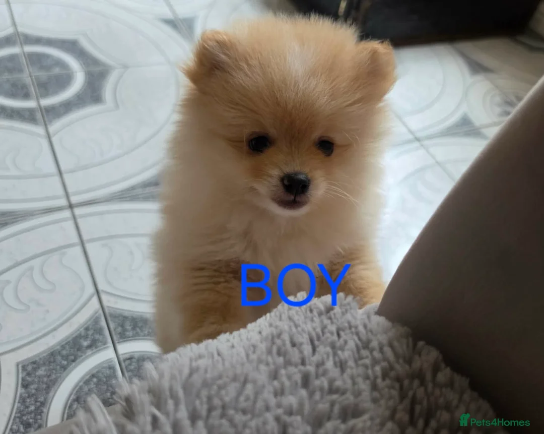 Pomeranian dogs for sale: AMAZING POMERANIAN TEDDY BEAR  in Smethwick - Advert 1