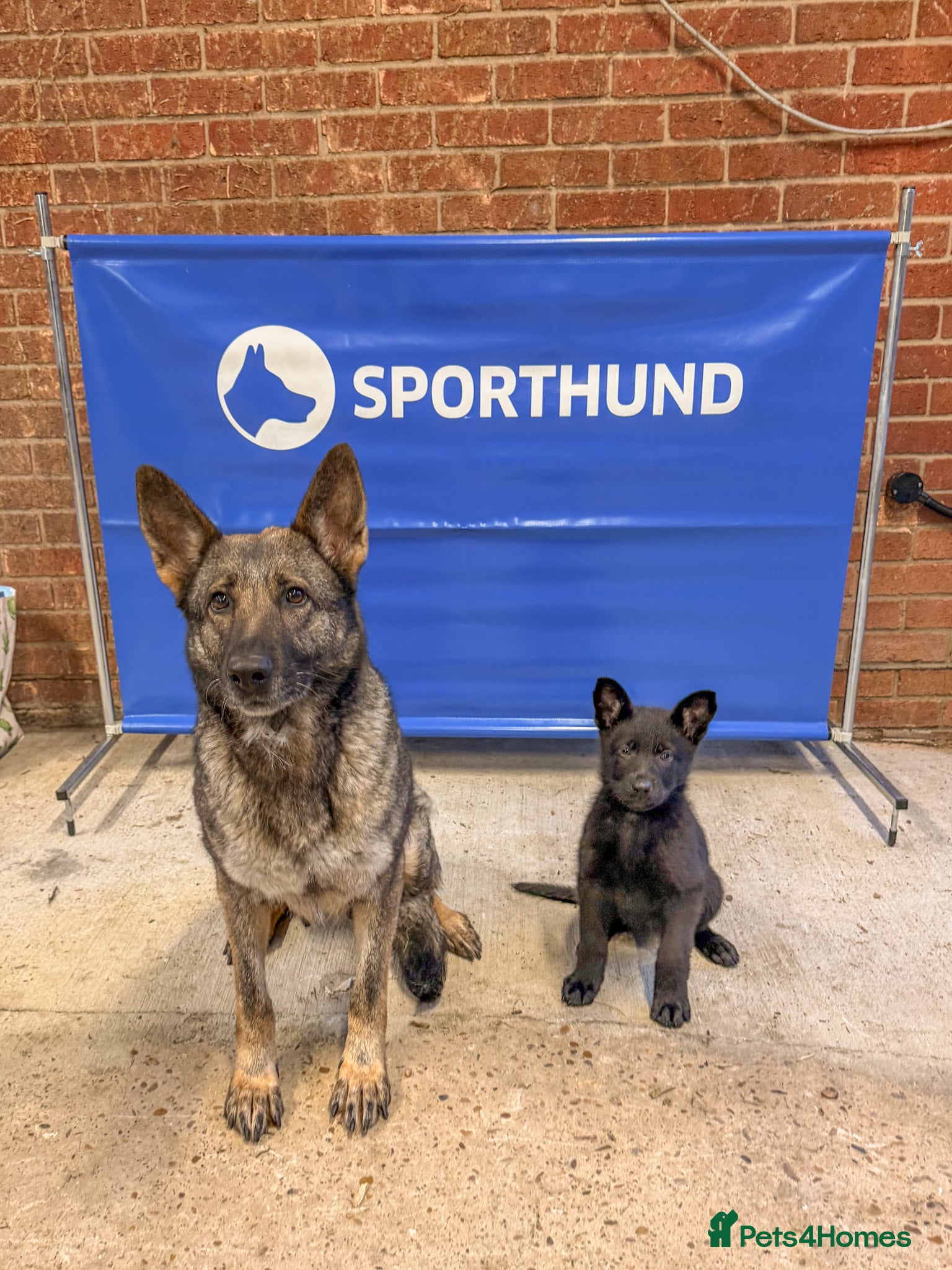 German Shepherd dogs Working Line German Shepherd Puppy - Advert 13